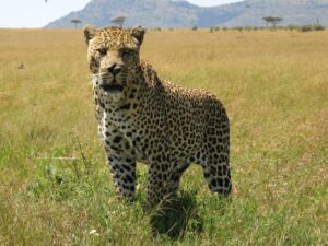 safaris in kenya