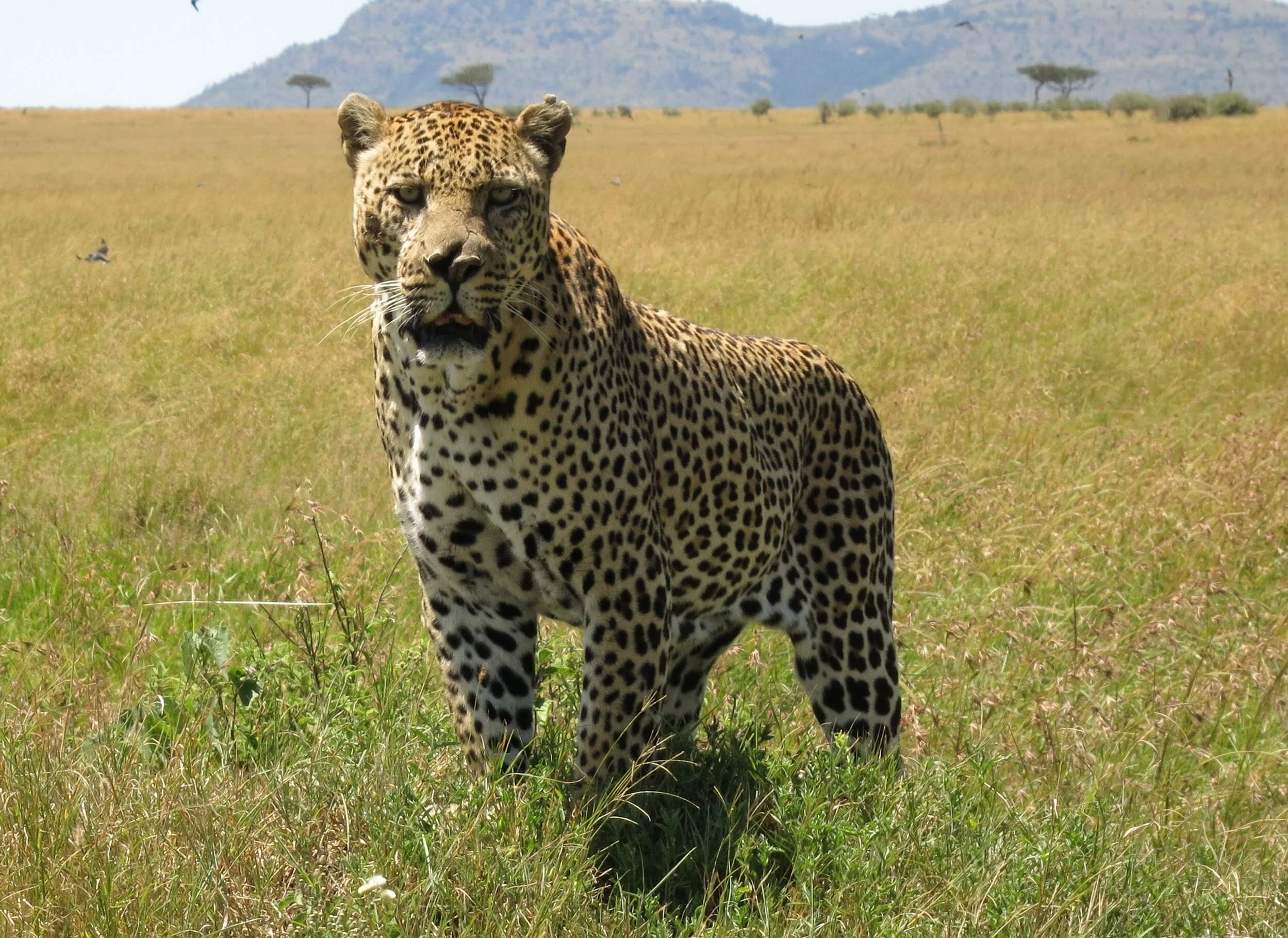 safaris in kenya