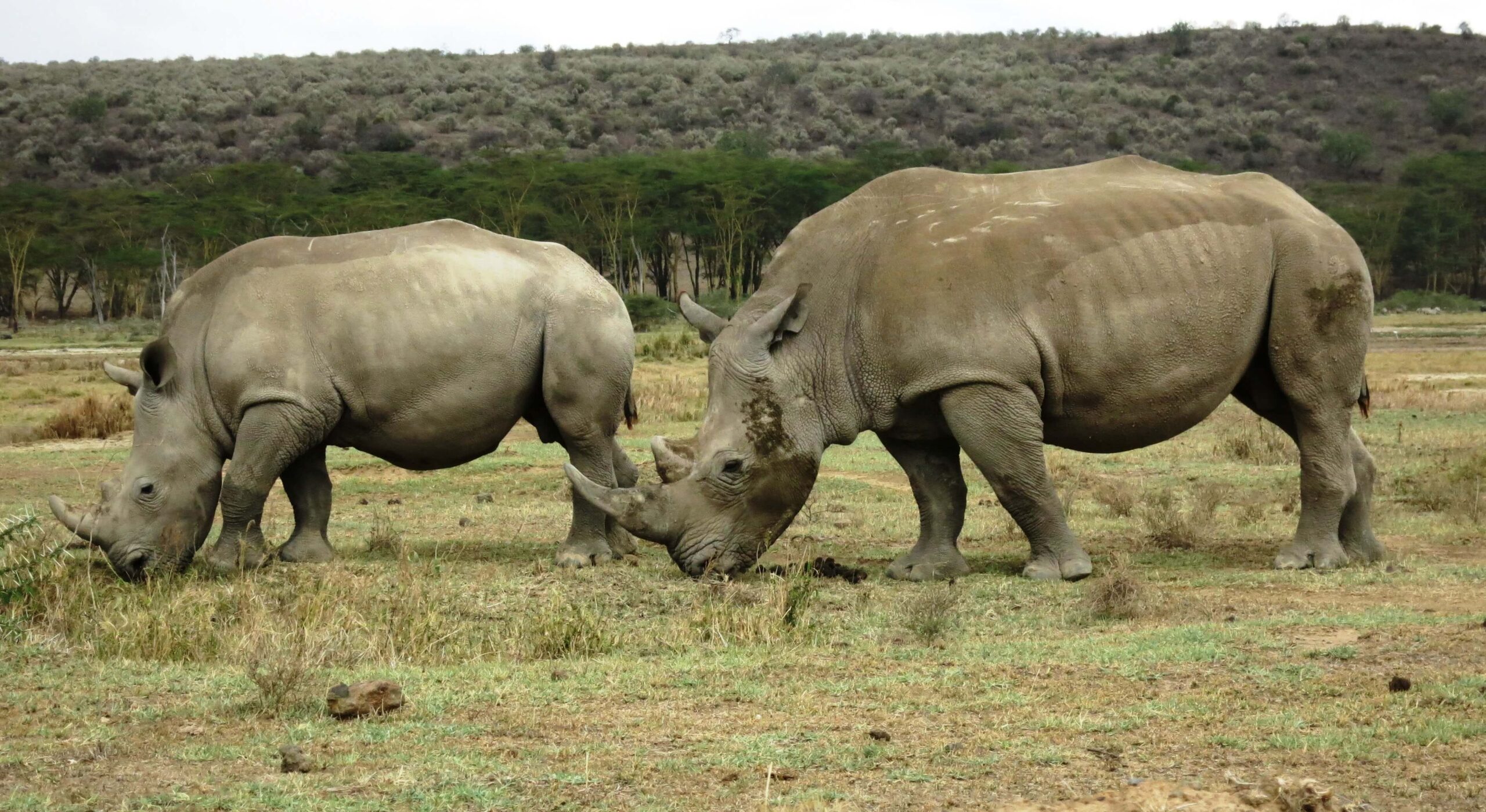 The Kenya safaris