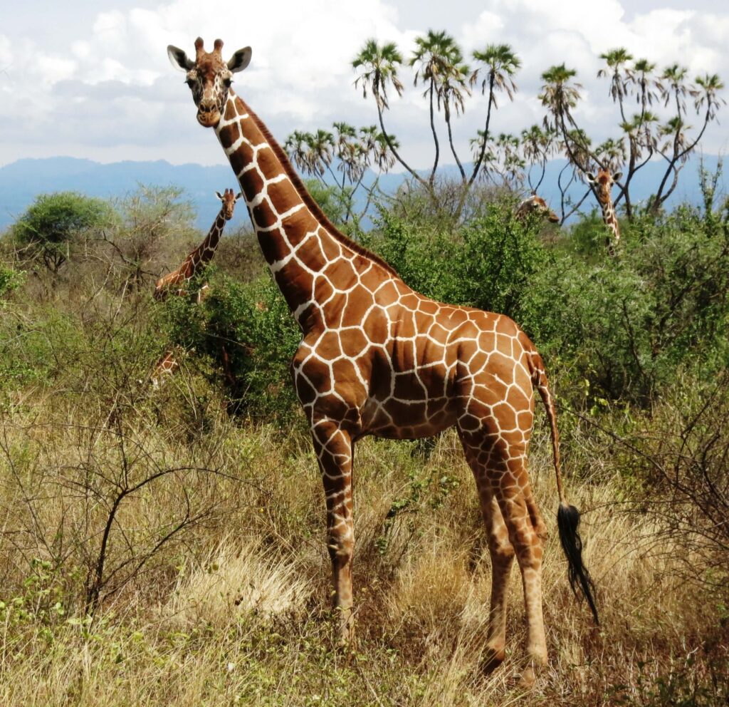 Giraffe in Samburu National Pakr