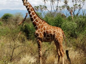 Giraffe in Samburu National Pakr