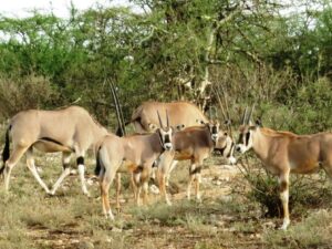 The masai mara safari