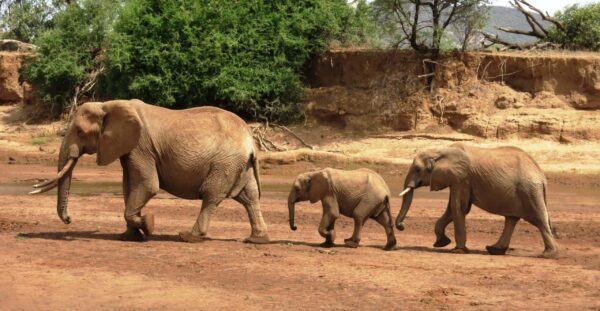 Amboseli park elephants