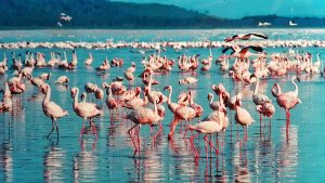Birds paradise