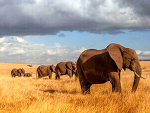 Ellephant at Ambosli