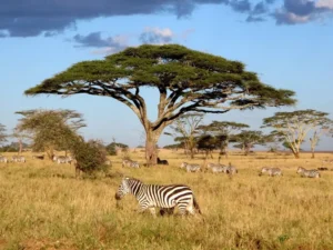 serengeti/ngorongoro safari
