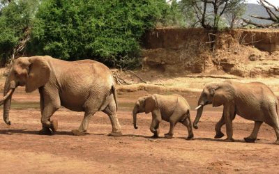 Amboseli park elephants